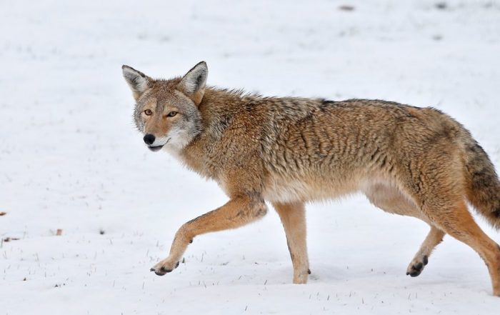 Attacks by Urban Coyotes Are Rare, but Frightening