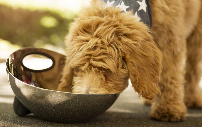 There’s a Huge Dog-Food Recall Due to Salmonella Risk to Pets and People