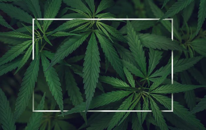 Are Hemp and Cannabis the Same?