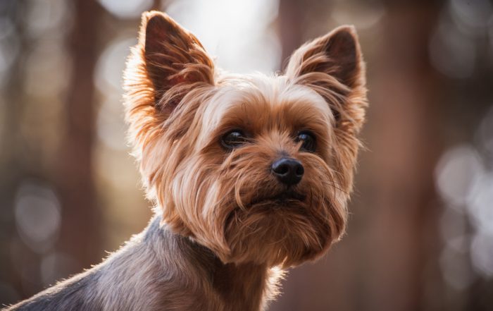 Cutest Dog Breeds in The World 