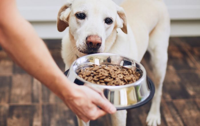Here’s How Often You Should Really Wash Your Pet’s Food Bowl