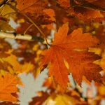 A Moody Playlist for Your Next Fall Road Trip
