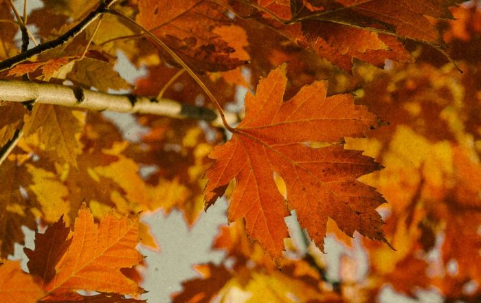 A Moody Playlist for Your Next Fall Road Trip